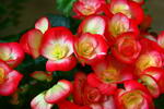 Batik Begonia